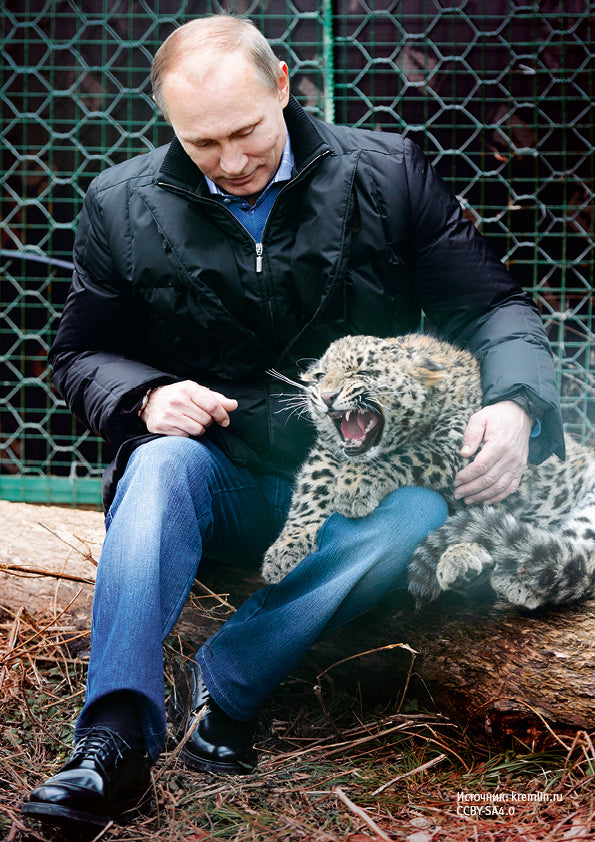 Affiche. Le président Poutine В.В. С котёнком Дальневосточного леопарда. Format A4.