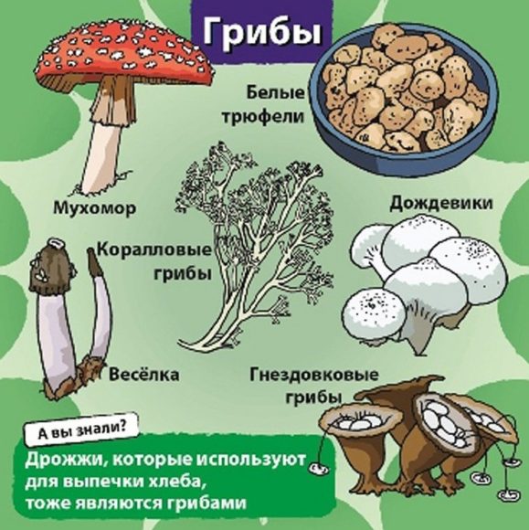 BrainBox. Сундучок знаний "Природа" арт.90703