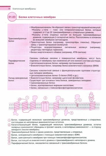 Частная биохимия. La posologie la plus simple