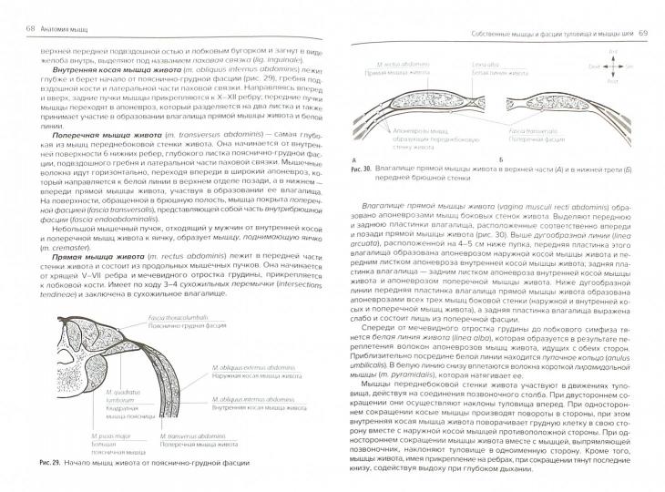 Анатомия мышц. Рекомендовано Координационным советом