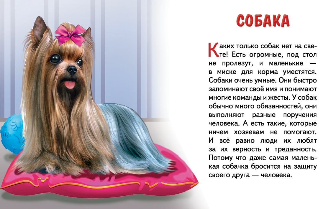 Cartes. Домашние любимцы ; Cartes. Les lubrifiants domestiques