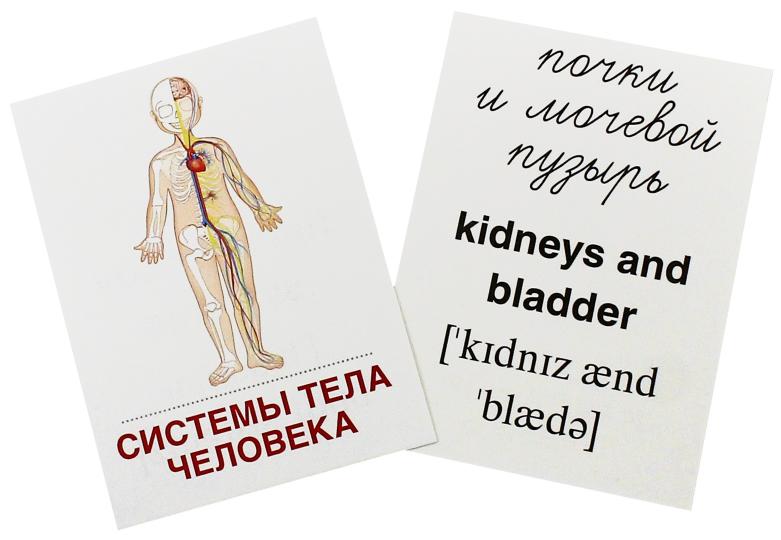 Дем. картинки СУПЕР Тело человека. 16 sections de la carte avec texte sur l'appareil (méthode appropriée pour le matériel de démonstration complexe 63x87 mm, познавательное и речевое развитие)
