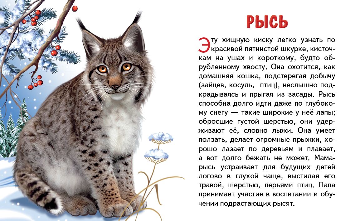 Cartes. Животные России ; Cartes. Животные России
