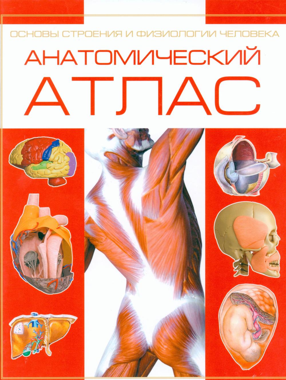 Анатомический атлас