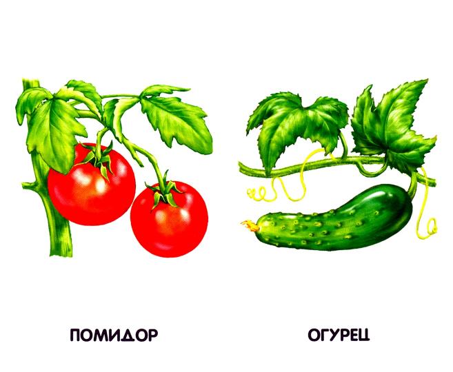 Сиреневые книжки (F) - Овощи, фрукты, ягоды