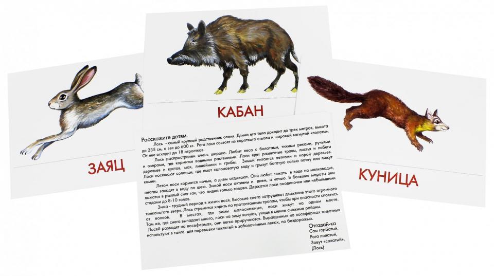Животные наших лесов