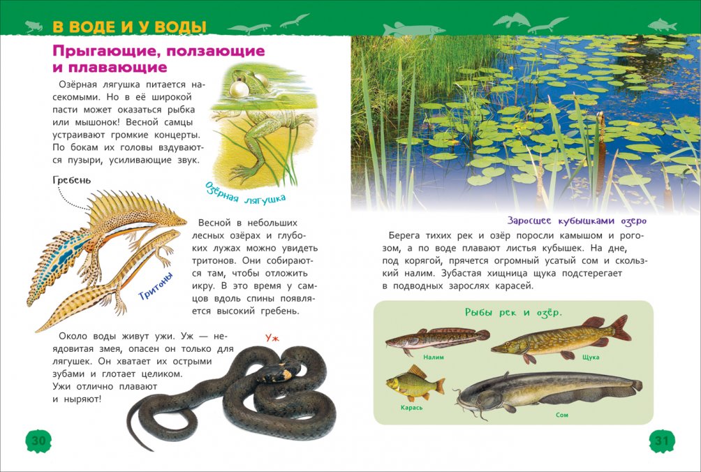 Животные России (Энциклопедия для детского сада)