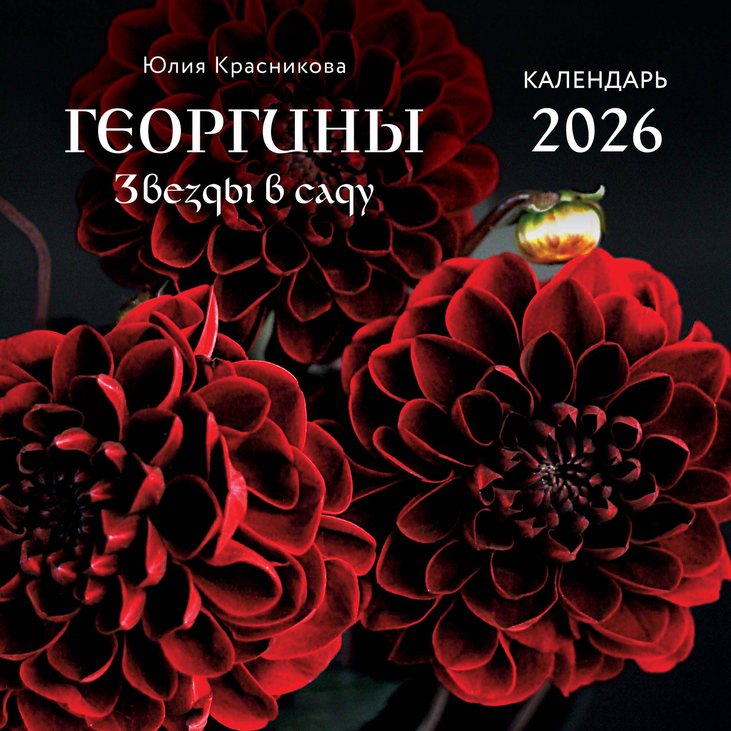 Георгины. Звезды в саду. Календарь настенный на 2026 год (300х300 мм)