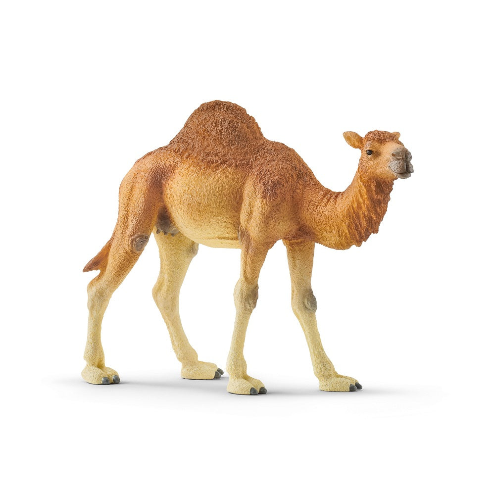 Schleich. Фигурка "Одногорбый верблюд" арт.14832