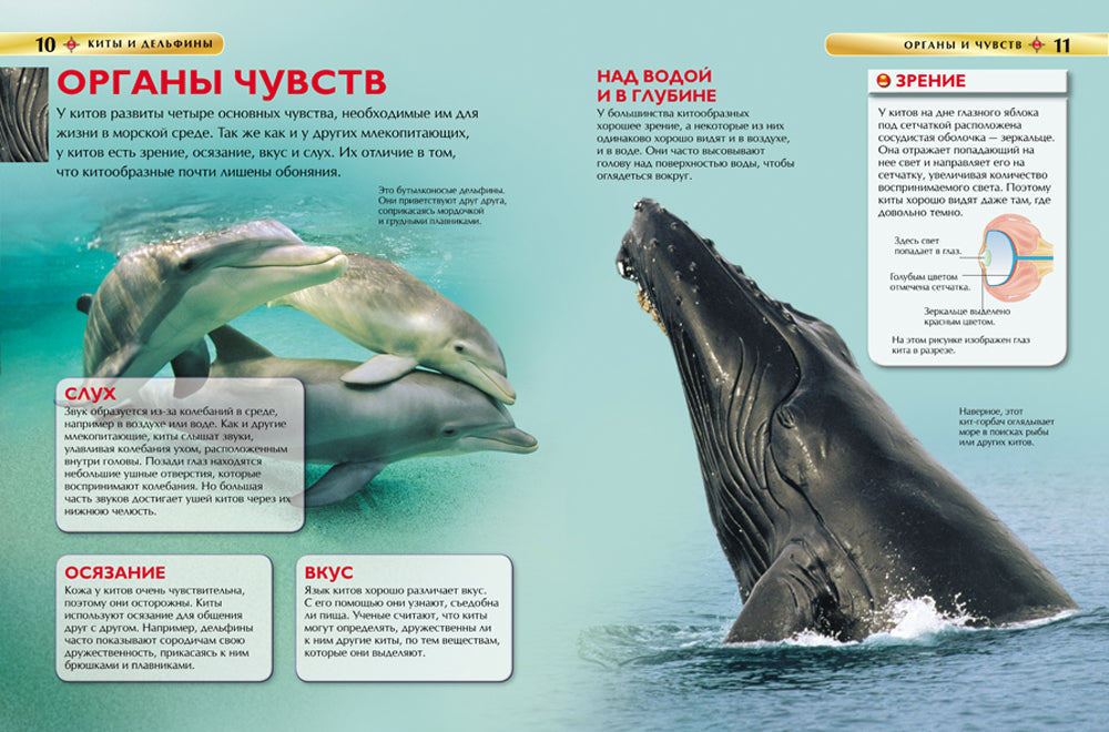 Villes et dauphins. Детская энциклопедия
