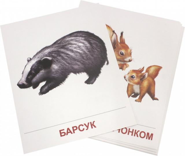 Démonstrateur. Cartes "Дикие животные -1" (173х220мм)