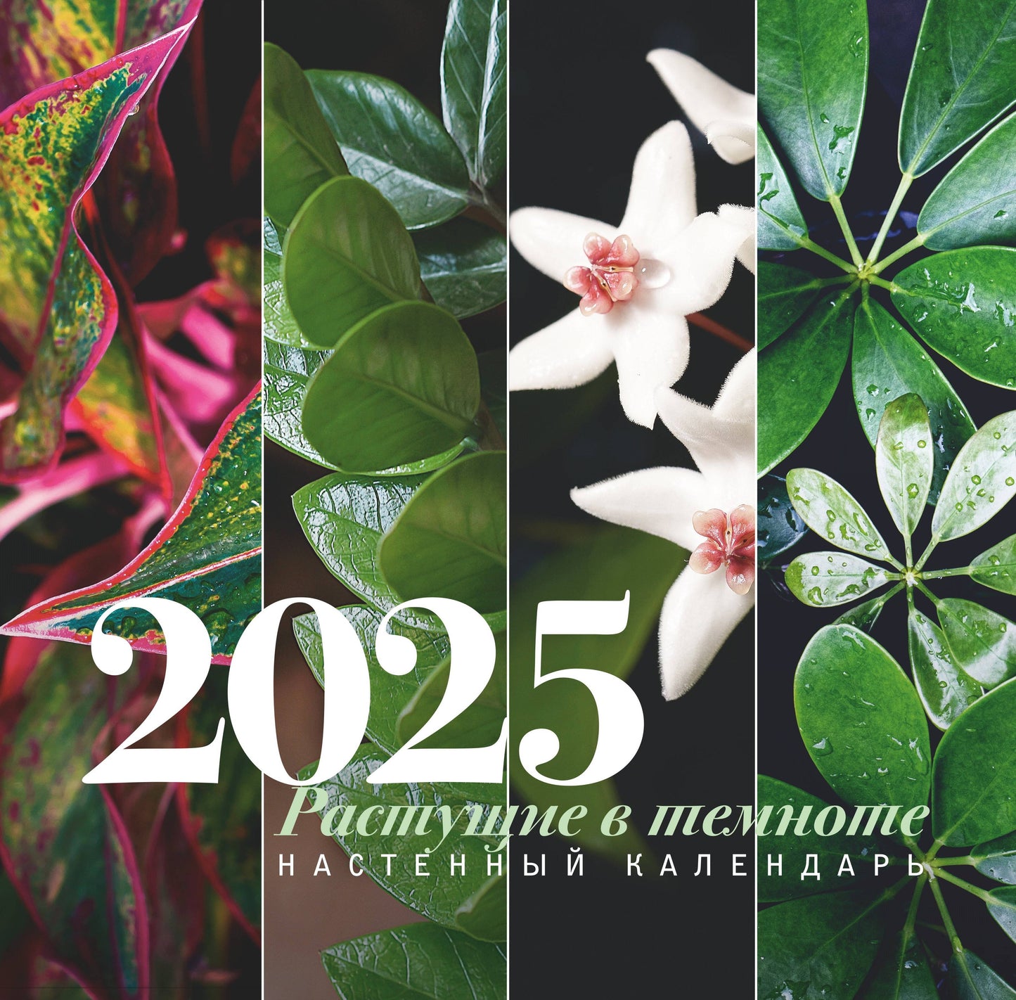 Растущие в темноте. Calendrier prévu pour 2025