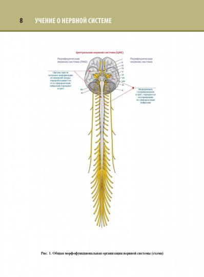 Анатомия человека : атлас : в 3 т. Т. 3. Неврология, эстезиология / автор-составитель Л. Л. Колесников. — Москва : ГЭОТАР-Медиа, 2022. — 624 с. : ил.
