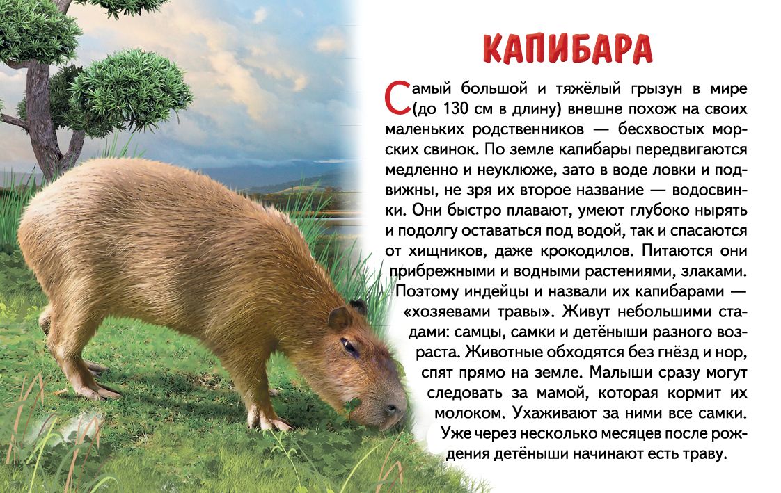 Cartes. Животные Южной Америки ; Cartes. Les jeunes Américains