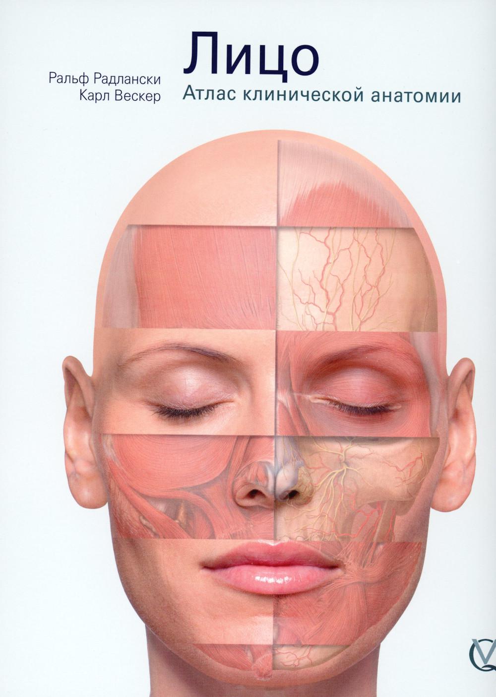 Лицо. Атлас клинической анатомии. под ред. профессора И.Э. Хрусталевой