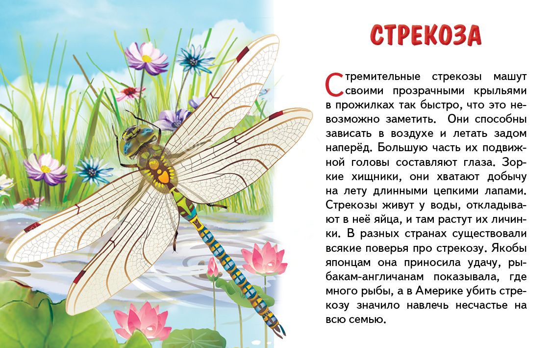Карточки. Насекомые ; Карточки. Насекомые