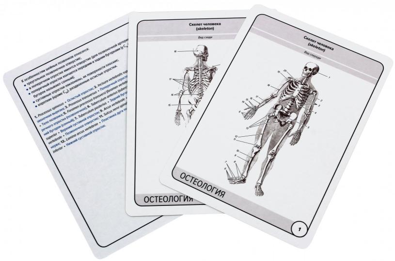 Анатомия человека: КАРТОЧКИ (47шт). Ostéologie. Structure anatomique russe et latine.