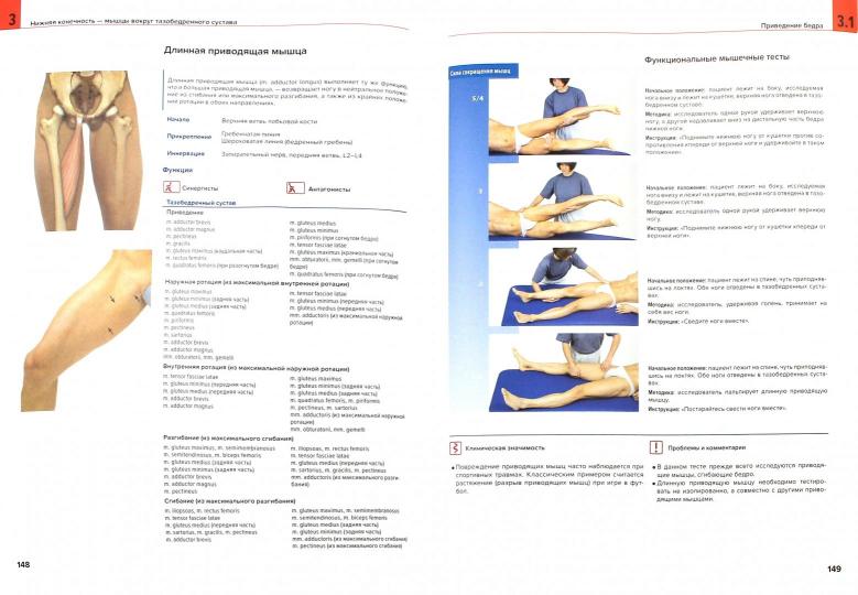Мышцы. Anatomie. Движения. Test. Под ред. Цыкунова М.Б.