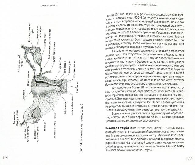 Анатомия человека: Учебное пособие. 3-е изд., доп. et перераб. Козлов В.И.,Гурова О.А.