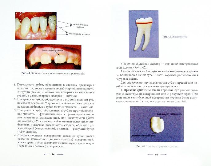 Стоматология:организац.стоматол.помощи и анатомия