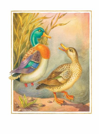 La série Cheikha avec les illustrations de Ludmily Karpenko