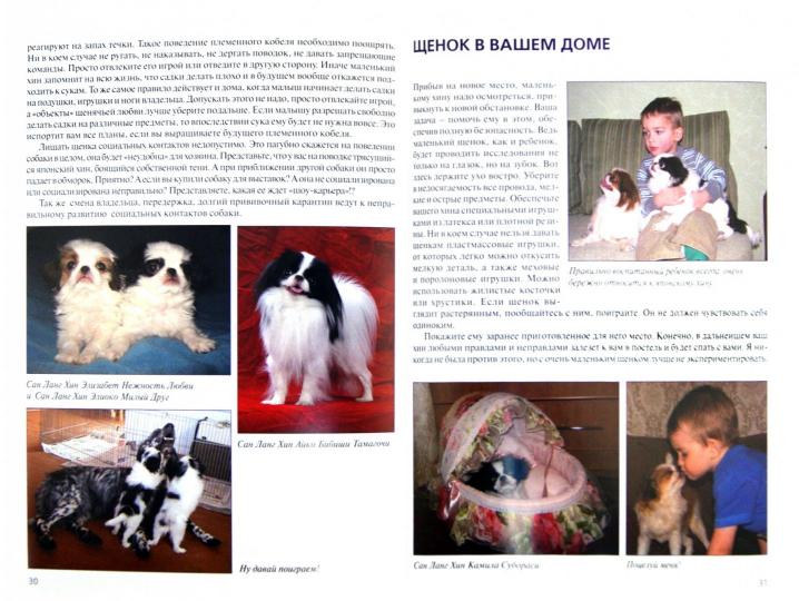 Японский хин. Содержание и уход