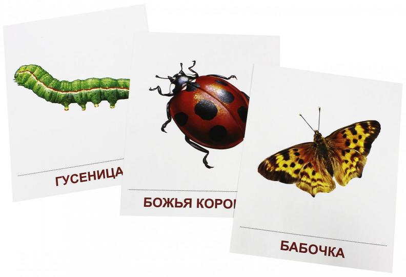 Démonstrateur. Cartes "Насекомые" (173х220мм)
