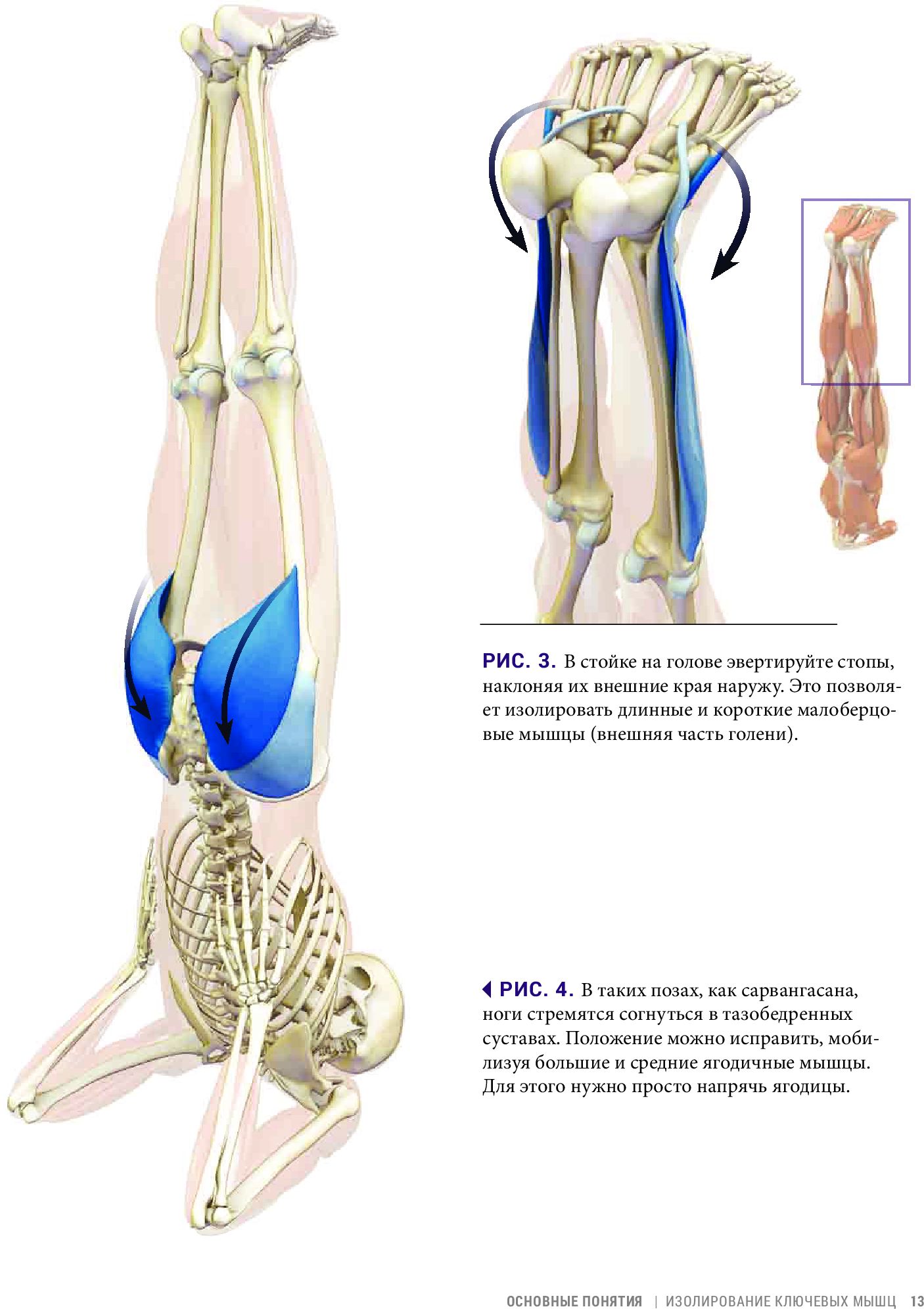 Анатомия балансов на руках и перевернутых поз