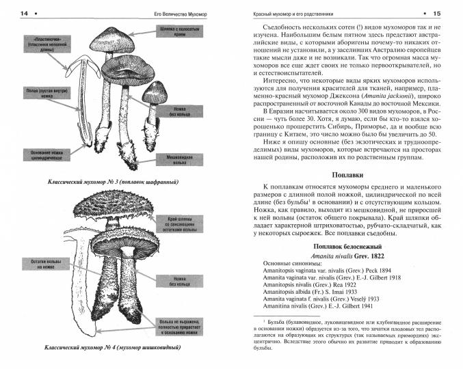 Его Величество Мухомор.-М.:РГ-Пресс,2023. /=241829/
