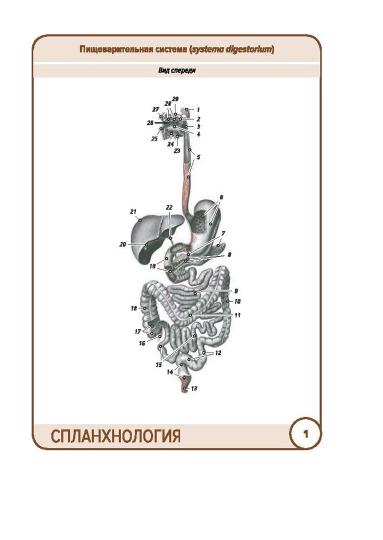 Анатомия человека: КАРТОЧКИ (49шт). Спланхнология. Structure anatomique russe et latine.