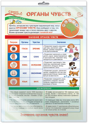 *ПО-13976 ПЛАКАТ А3 В ПАКЕТЕ. Окружающий мир в 3 классе. Органы чувств (в индивидуальной упаковке, с европодвесом и клеевым клапаном)