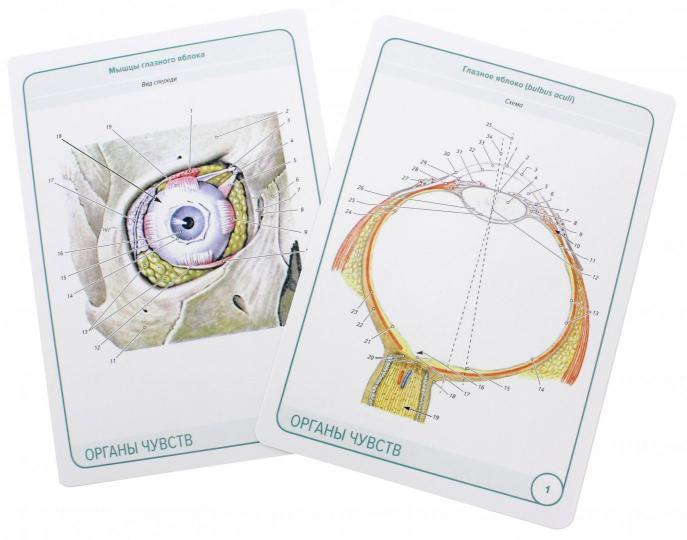 Анатомия человека: карточки. (47 parties). Спинномозговые нервы. Органы чувств