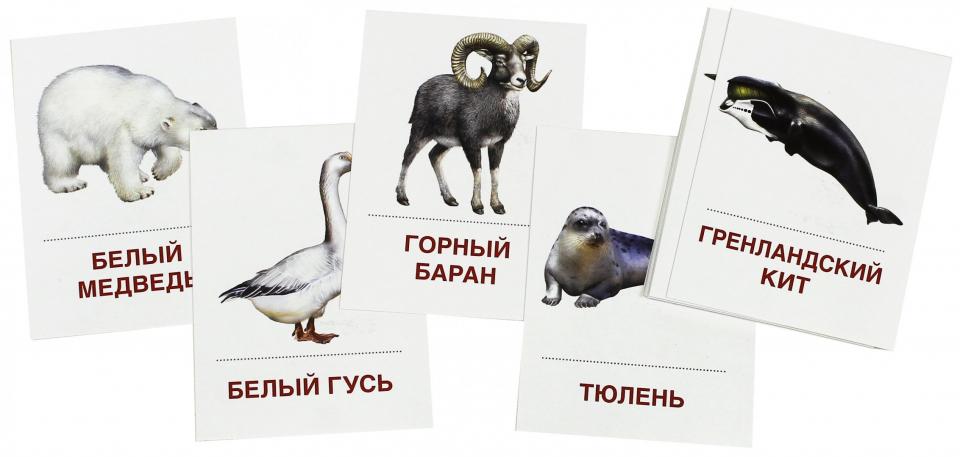 Раздат. Cartes "Животные холодных шир" (63х87мм)
