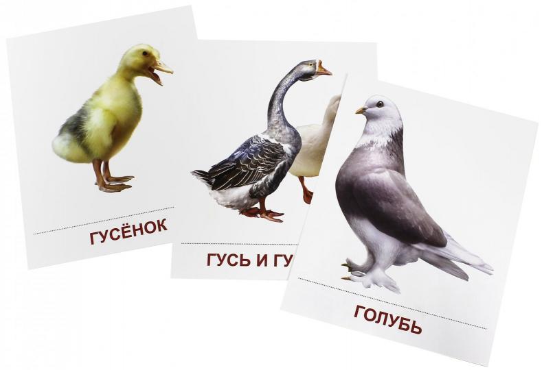 Демонстр. картинки "Птицы дом. и декор"(173х220мм)