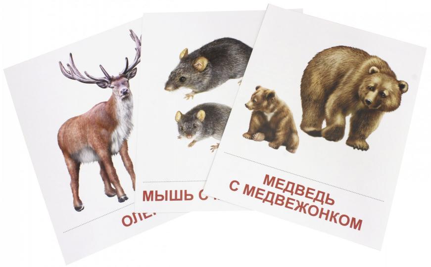Démonstrateur. Cartes "Дикие животные -2" (173х220мм)