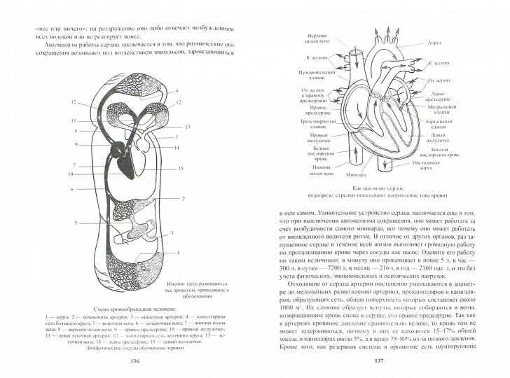 Позвоночник: Мифы и реальность