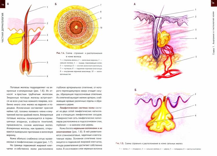 Les bols chauds et veneriques. Учебник. 2-e изд, доп.Гриф ФИРО
