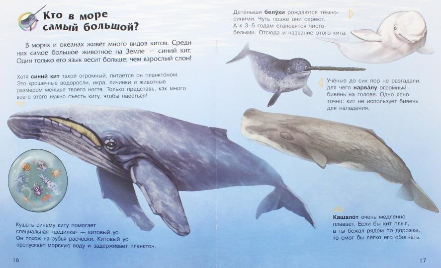Енциклопедія дошкільника (нова): Океаны и моря (р)