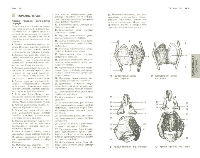 Справочный атлас анатомии человека