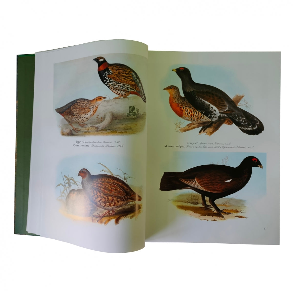 Птицы Европы