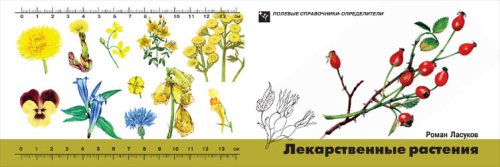 Лекарственные растения. Карманный определитель. 3-е изд, стер