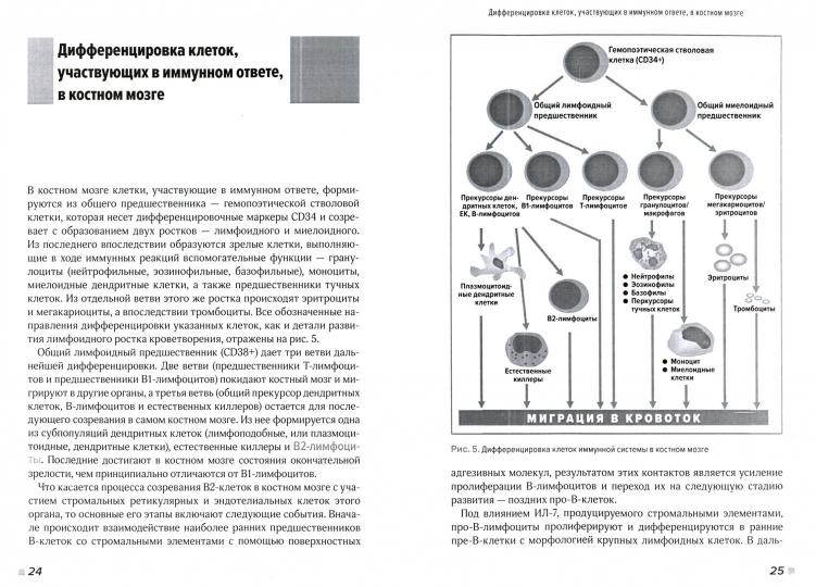 Organisation structurelle et fonctionnelle du système immunitaire. Учебно-методическое пособие