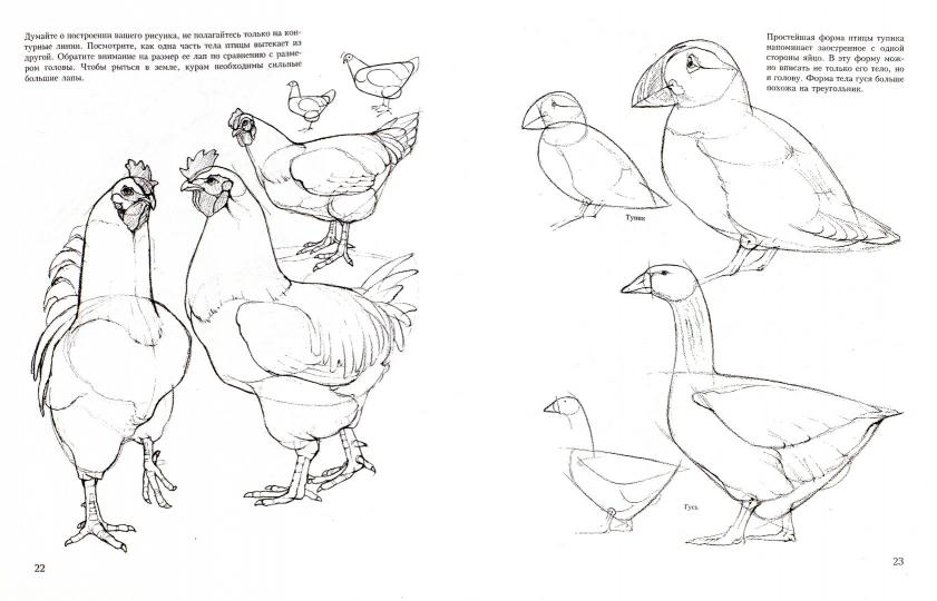 Учитесь рисовать птиц