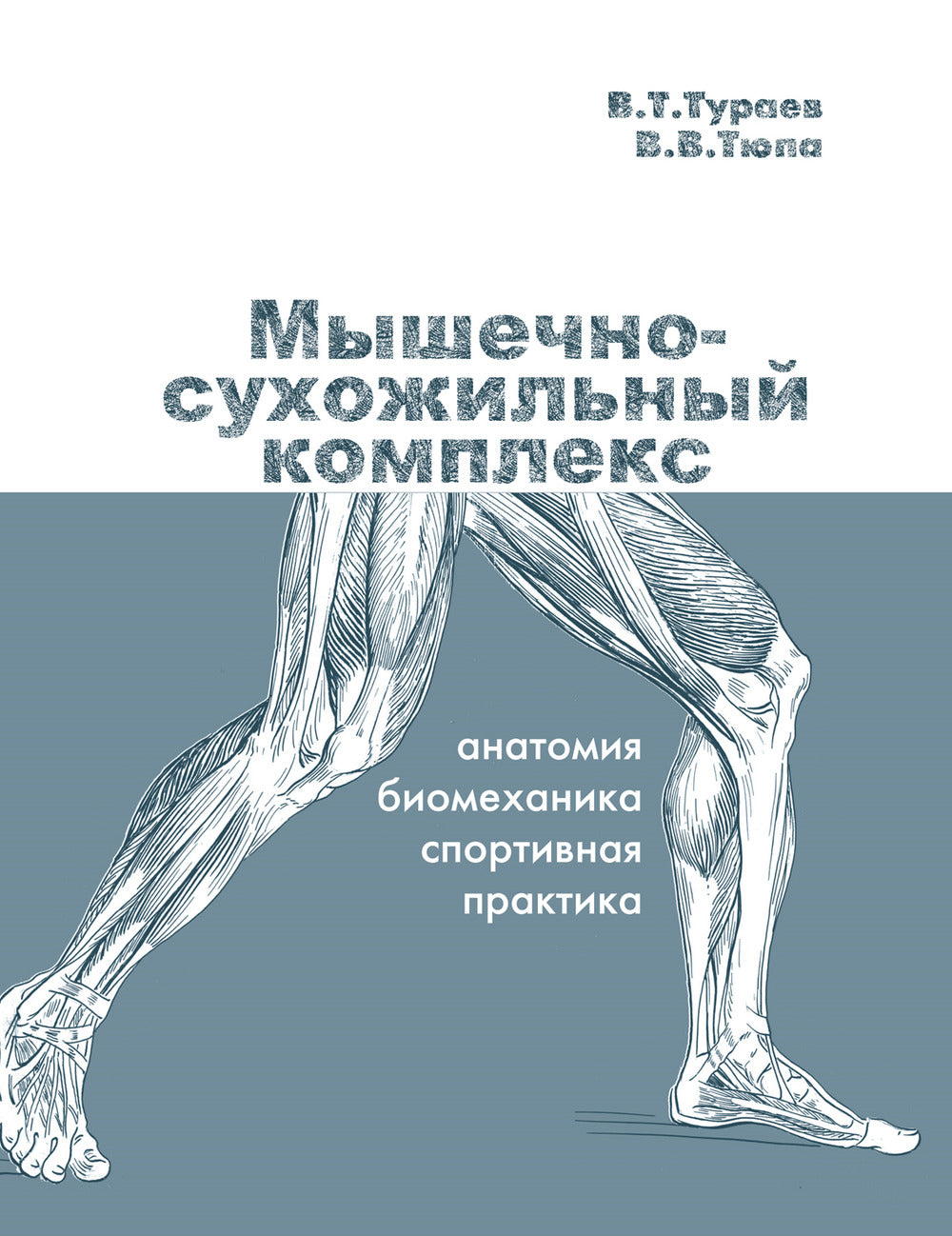 Complexes musculaires : anatomie, biomécanique, pratique sportive