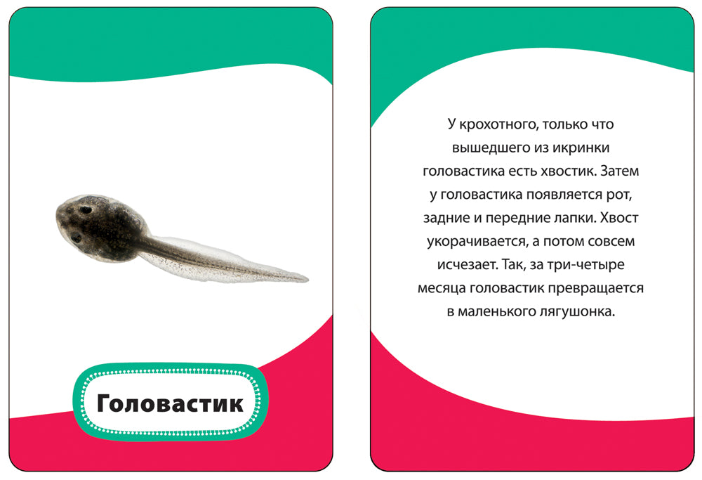 Мамы и малыши (Разв. карточки 3+)