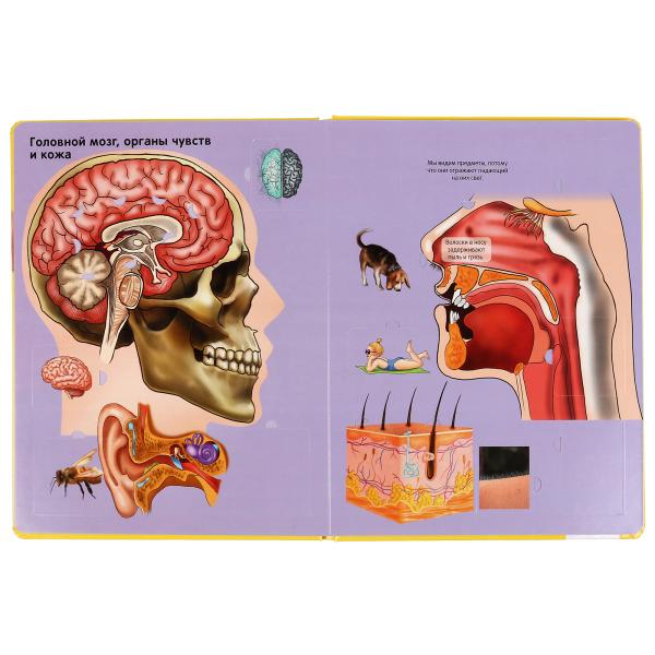"УМКА". ТЕЛО ЧЕЛОВЕКА. 100 ОКОШЕК ДЛЯ МАЛЫШЕЙ. ФОРМАТ: 222Х282 ММ. ОБЪЕМ: 12 КАРТ. СТР. dans le cor.12шт