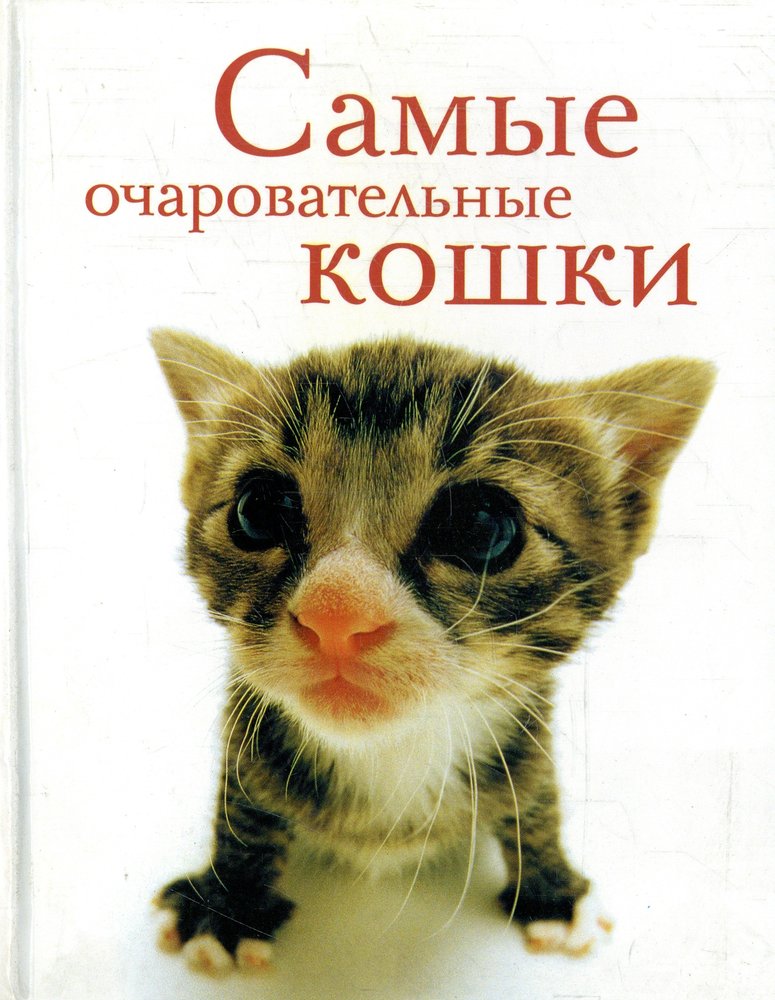 Самые очаровательные кошки