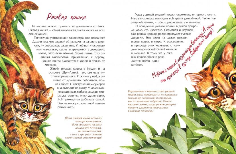 Животные-малютки. Qu'en est-il de nos hommes?