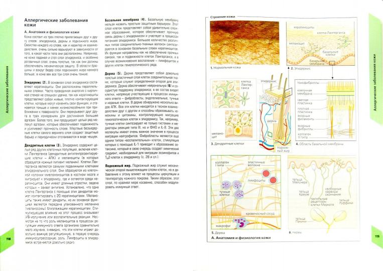 Наглядная аллергология. Рекен М., Греверс Г., Бургдорф В.