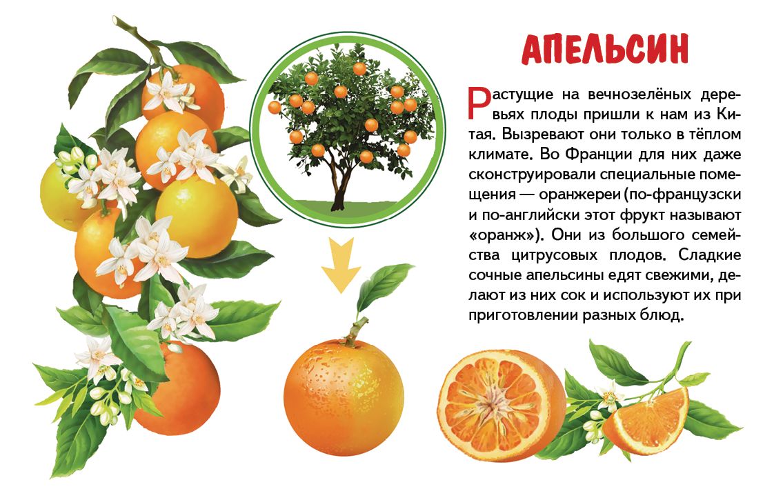 Карточки (европодвес). Фрукты ; Карточки (европодвес). Фрукты